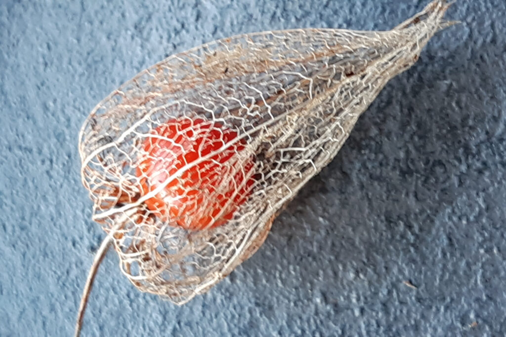 Meditation: Physalis Meditation: Physalis
